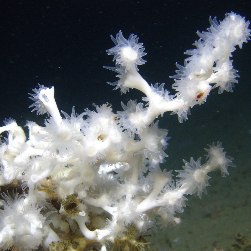 Deep sea Lophelia taken in the Gulf of Mexico. Image courtesy of Lophelia II 2009: Deepwater Coral Expedition: Reefs, Rigs, and Wrecks.
